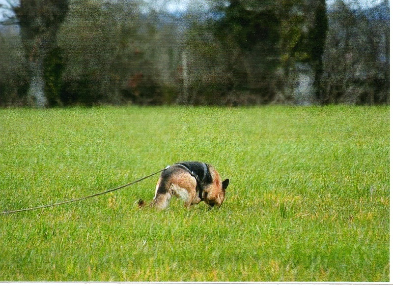 CH. Triumph du Domaine de La Sauleraie