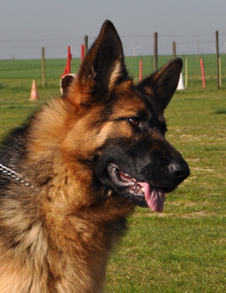 Fire-ball Du normont