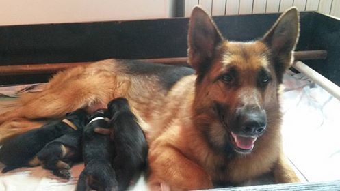 Photos Chiots Fustinov Ice