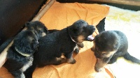 CHIOT