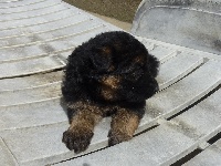 CHIOT