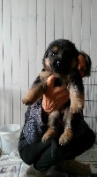 CHIOT