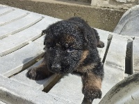 CHIOT