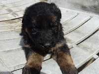 CHIOT