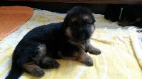 CHIOT