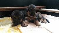 CHIOT